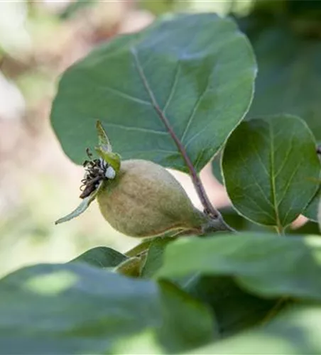 Cydonia 'Konstantinop.Apfelquitte' CAC