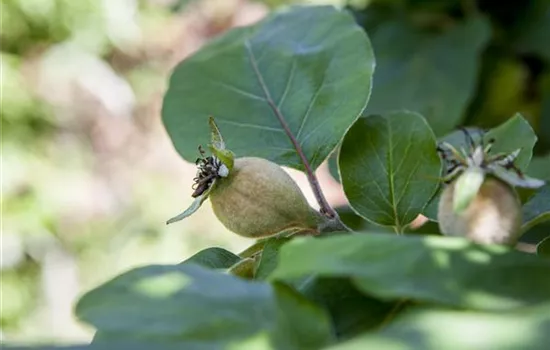 Cydonia 'Konstantinop.Apfelquitte' CAC