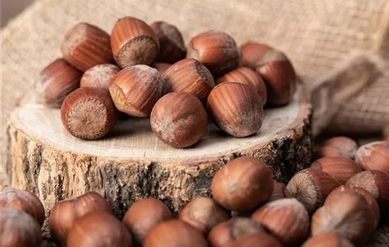 Corylus av.'Cosford' CAC