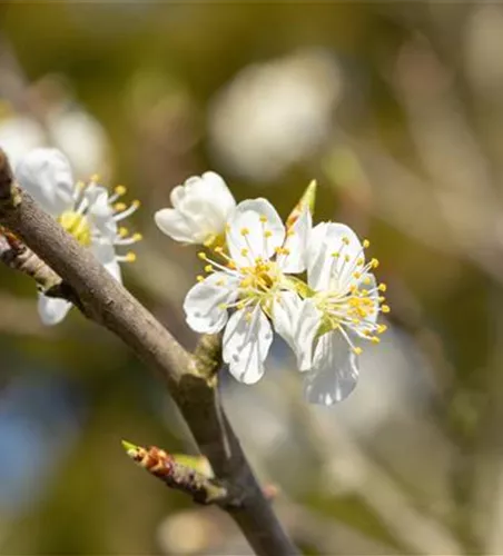 Prunus spinosa