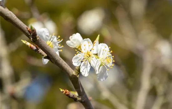 Prunus spinosa