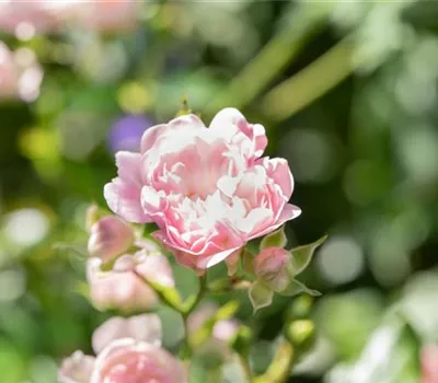 Rosa 'The Fairy' BDR II Rosa 'The Fairy' BDR II