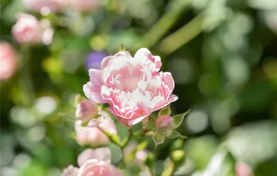 Rosa 'The Fairy' BDR II Rosa 'The Fairy' BDR II