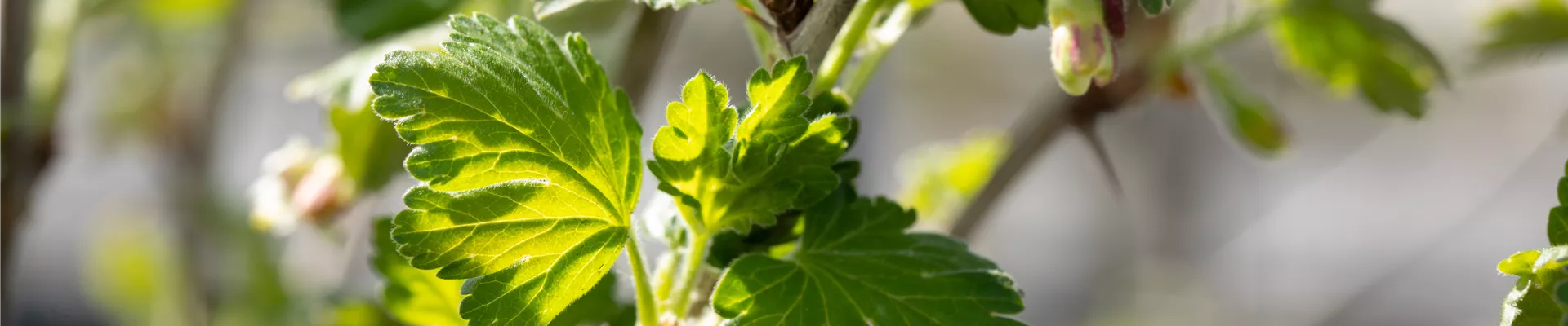 Ribes uva-crispa Polar Fruits® 'Green Goose Berry' Ribes uva-crispa Polar Fruits® 'Green Goose Berry'