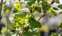 Stachelbeere 'Redeva' -S-