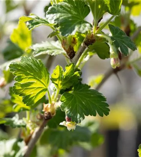 Ribes uva-crispa 'Redeva' -S- CAC II
