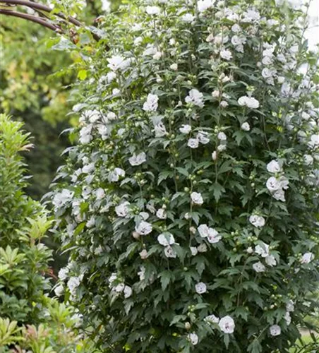 Hibiscus syriacus 'Speciosus'