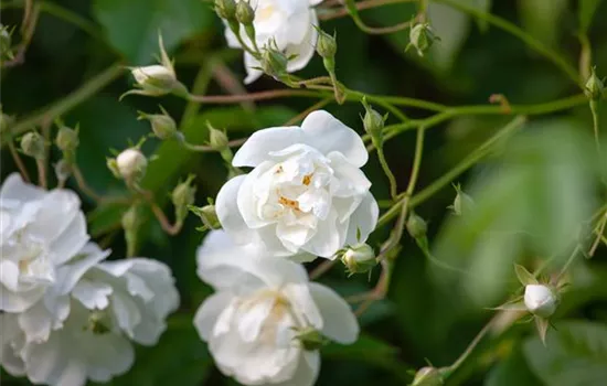 Rosa 'Bobby James' KL VI Rosa 'Bobby James' KL VI