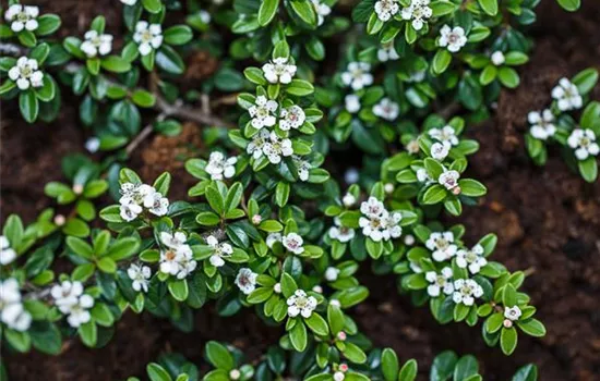 Cotoneaster dammeri radicans Cotoneaster dammeri radicans