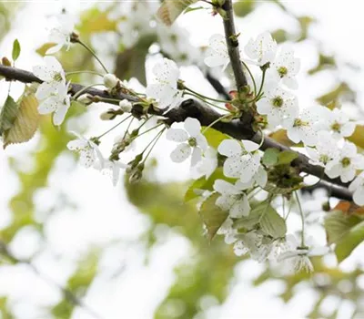 Prunus av.'Gr.Prinzessinkirsche' CAC Prunus av.'Gr.Prinzessinkirsche' CAC