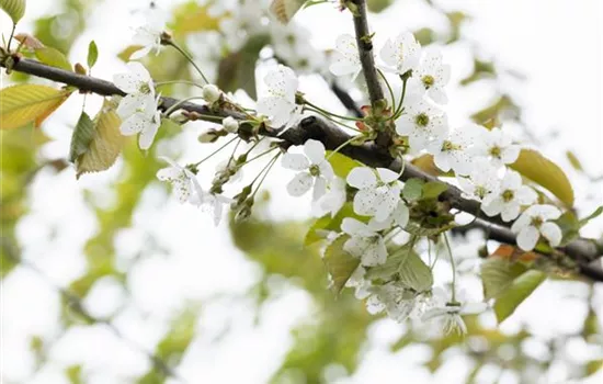 Prunus av.'Gr.Prinzessinkirsche' zert. Prunus av.'Gr.Prinzessinkirsche' zert.