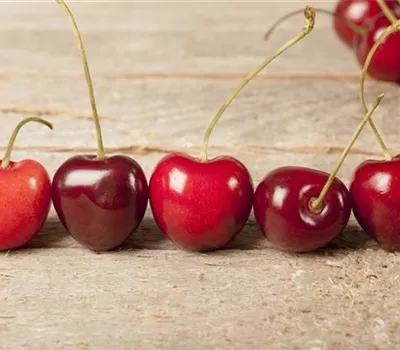 Prunus av.'Kassins Fr. Herzk.' zert. Prunus av.'Kassins Fr. Herzk.' zert.