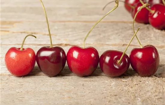 Prunus av.'Kassins Fr. Herzk.' zert. Prunus av.'Kassins Fr. Herzk.' zert.