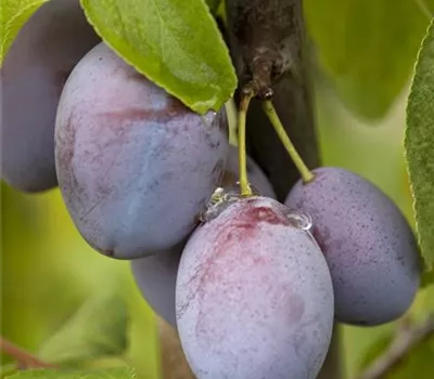 Prunus dom.'Jojo' -S- CAC