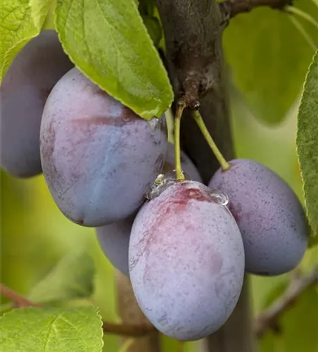 Prunus dom.'Jojo' -S- CAC
