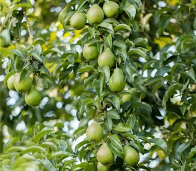 Pyrus com.'Gräfin von Paris' CAC