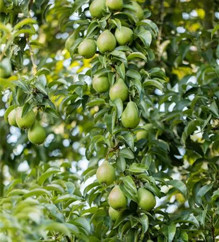 Pyrus com.'Gräfin von Paris' CAC
