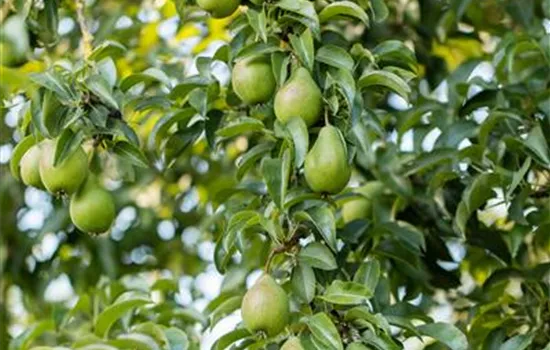 Pyrus com.'Gräfin von Paris' zert. Pyrus com.'Gräfin von Paris' zert.
