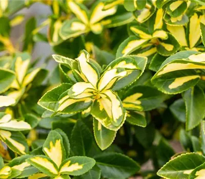 Euonymus fortunei 'Sunspot' Euonymus fortunei 'Sunspot'