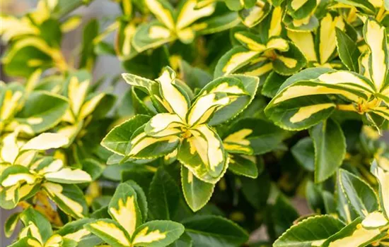 Euonymus fortunei 'Sunspot' Euonymus fortunei 'Sunspot'