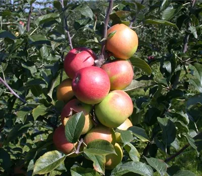 Malus 'Fire Dance' -R- CAC Malus 'Fire Dance' -R- CAC