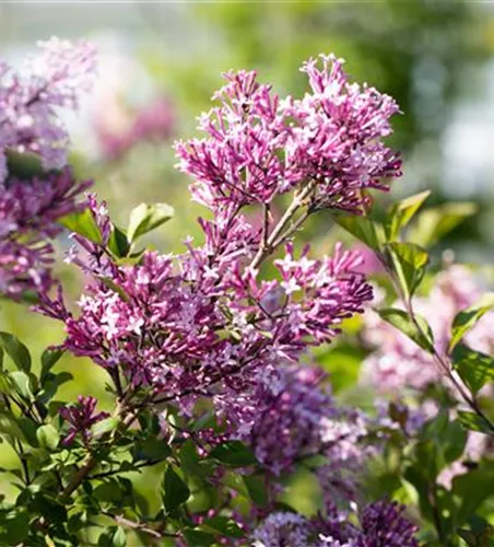 Syringa meyeri 'Palibin'