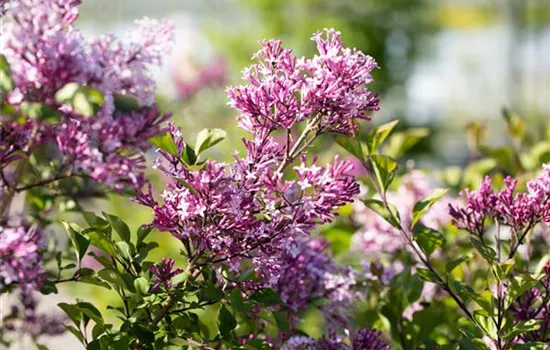 Syringa meyeri 'Palibin'