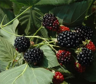 Rubus id.'Black Jewel' CAC Rubus id.'Black Jewel' CAC