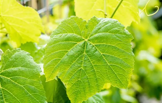 Vitis 'Venus'
