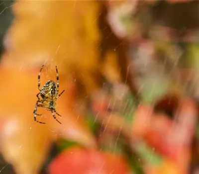 Spinne, Schnecke und Co. schützen: Laubsauger vermeiden