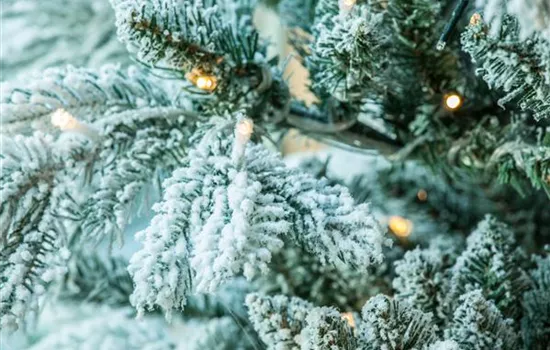 Weihnachtsbaum als Rosenschutz Weihnachtsbaum als Rosenschutz