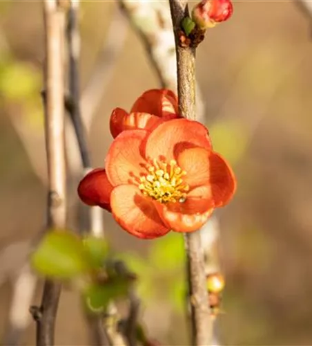 Chaenomeles japonica 'Cido' -R-
