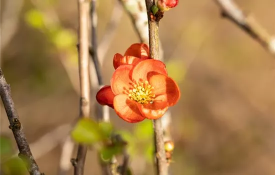 Chaenomeles japonica 'Cido' -R-