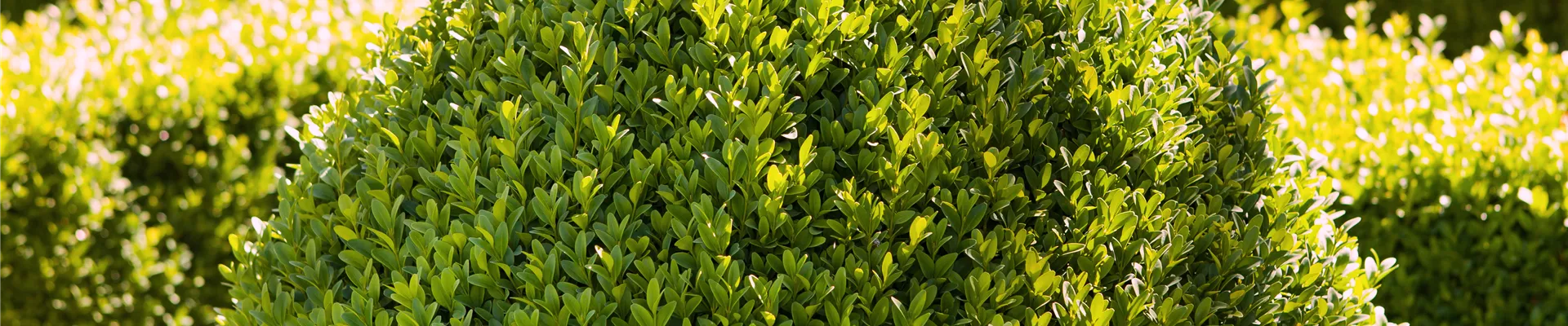 Buxus sempervirens var. arborescens