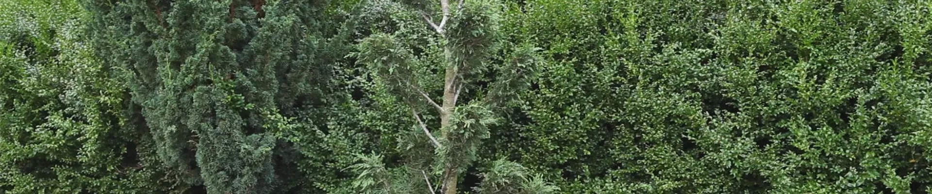 Formgehöle- Einpflanzen einer Zypresse 6