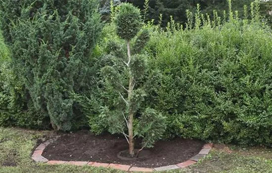Zypresse- Einpflanzen im Garten