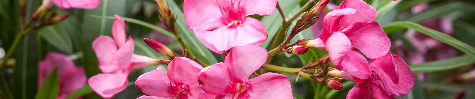 Nerium oleander, dunkelrosa