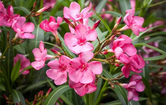 Mediterrane Pflanzen – richtige Pflege Mediterrane Pflanzen – richtige Pflege