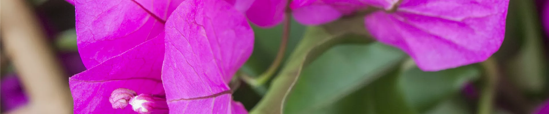 Bougainvillea 'Vera Purple'