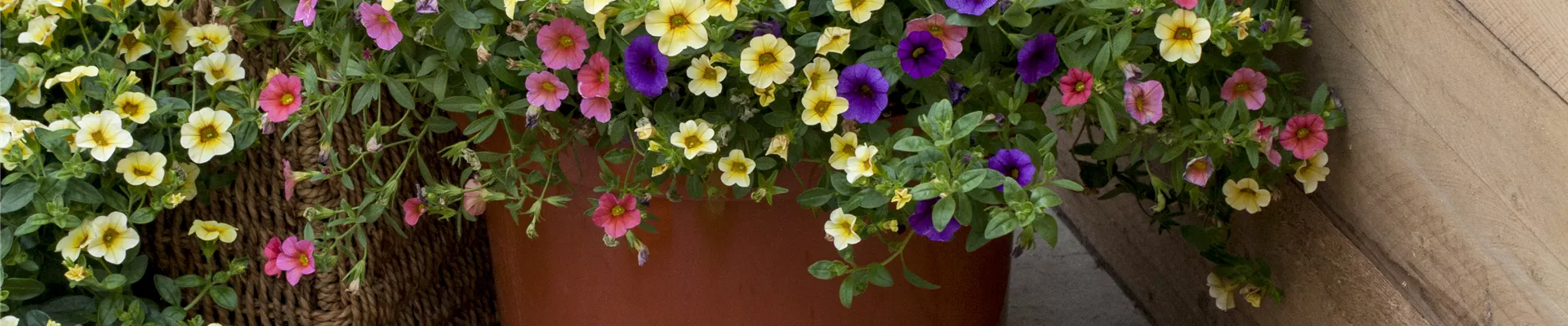 Calibrachoa Calimero®