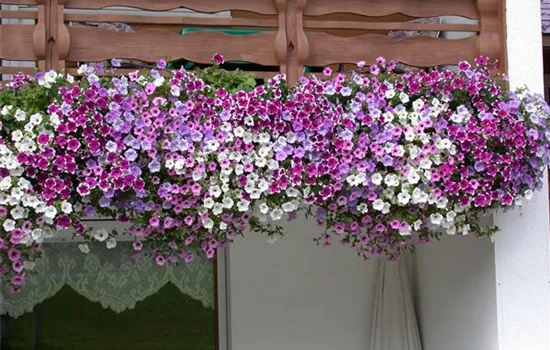 Die Mischung macht’s - Blumen auf dem Balkon kombinieren Die Mischung macht’s - Blumen auf dem Balkon kombinieren