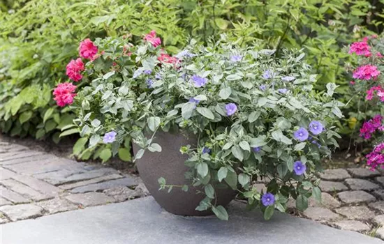 Kübelpflanzen gießen Kübelpflanzen gießen