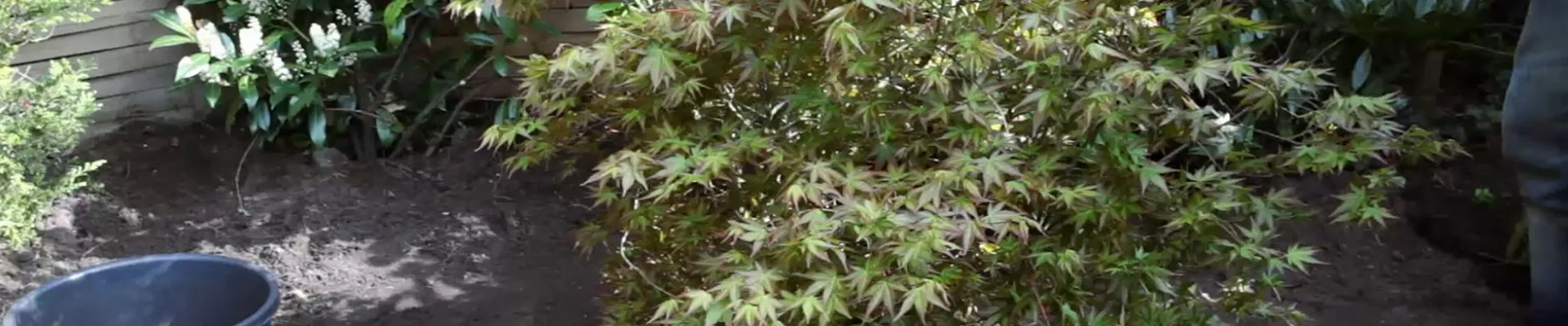 Fächer-Ahorn - Einpflanzen im Garten (5) Fächer-Ahorn - Einpflanzen im Garten (5)