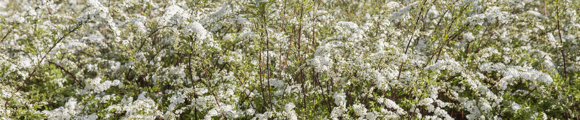 Spiraea thunbergii Spiraea thunbergii
