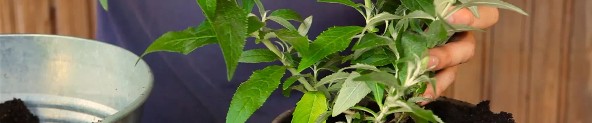 Sommerflieder - Einpflanzen in ein Gefäß (5)