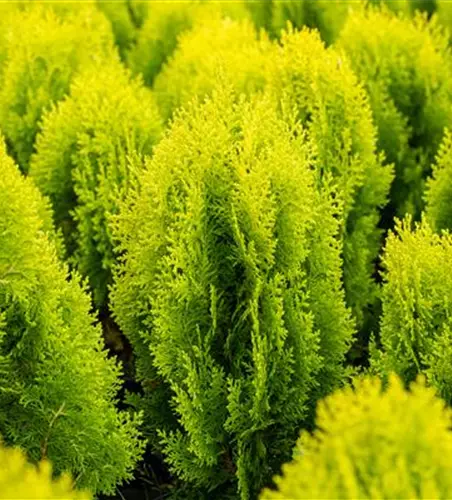 Chamaecyparis laws.'Ivonne'