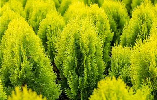 Chamaecyparis laws.'Ivonne'