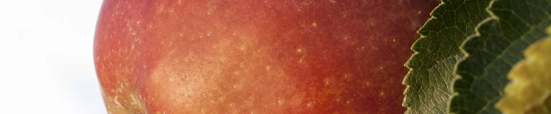 Malus domestica Malus domestica