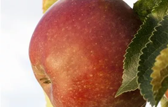 Sommerschnitt für Obstbäume  Sommerschnitt für Obstbäume