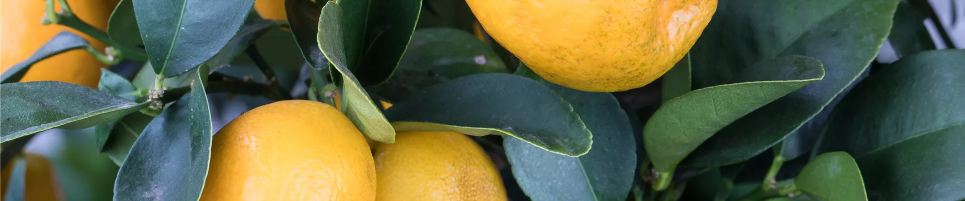 Citrus japonica 'Obovata'